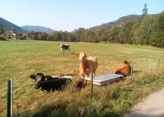 公寓 Marguerite 比桑